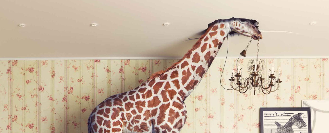 giraffe-steht-in-verwuestetem-wohnzimmer-vor-bluemchentapete-kopf-durch-die-decke-kronleuchter-im-maul